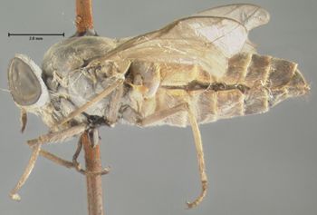 Media type: image;   Entomology 29783 Aspect: habitus lateral view